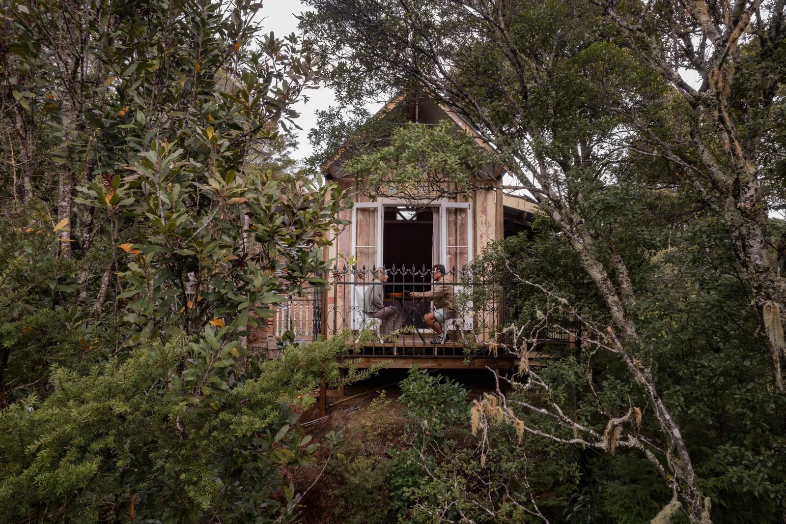 Wild forest estate Northland